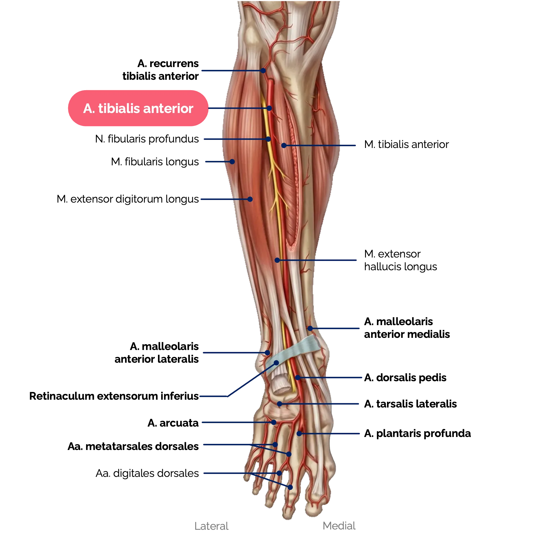Arteria tibialis anterior