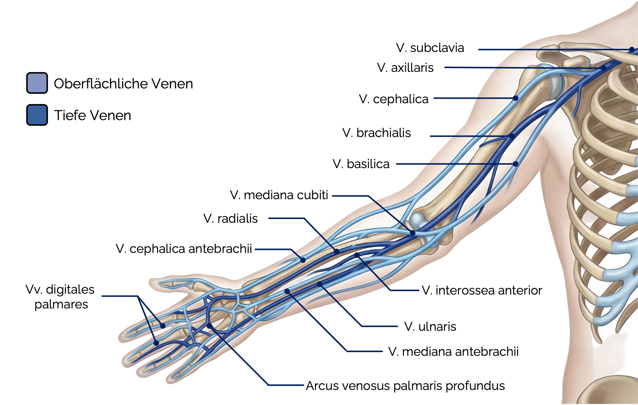 Venen des Arms und der Hand – Oberflächliche und tiefe Venen