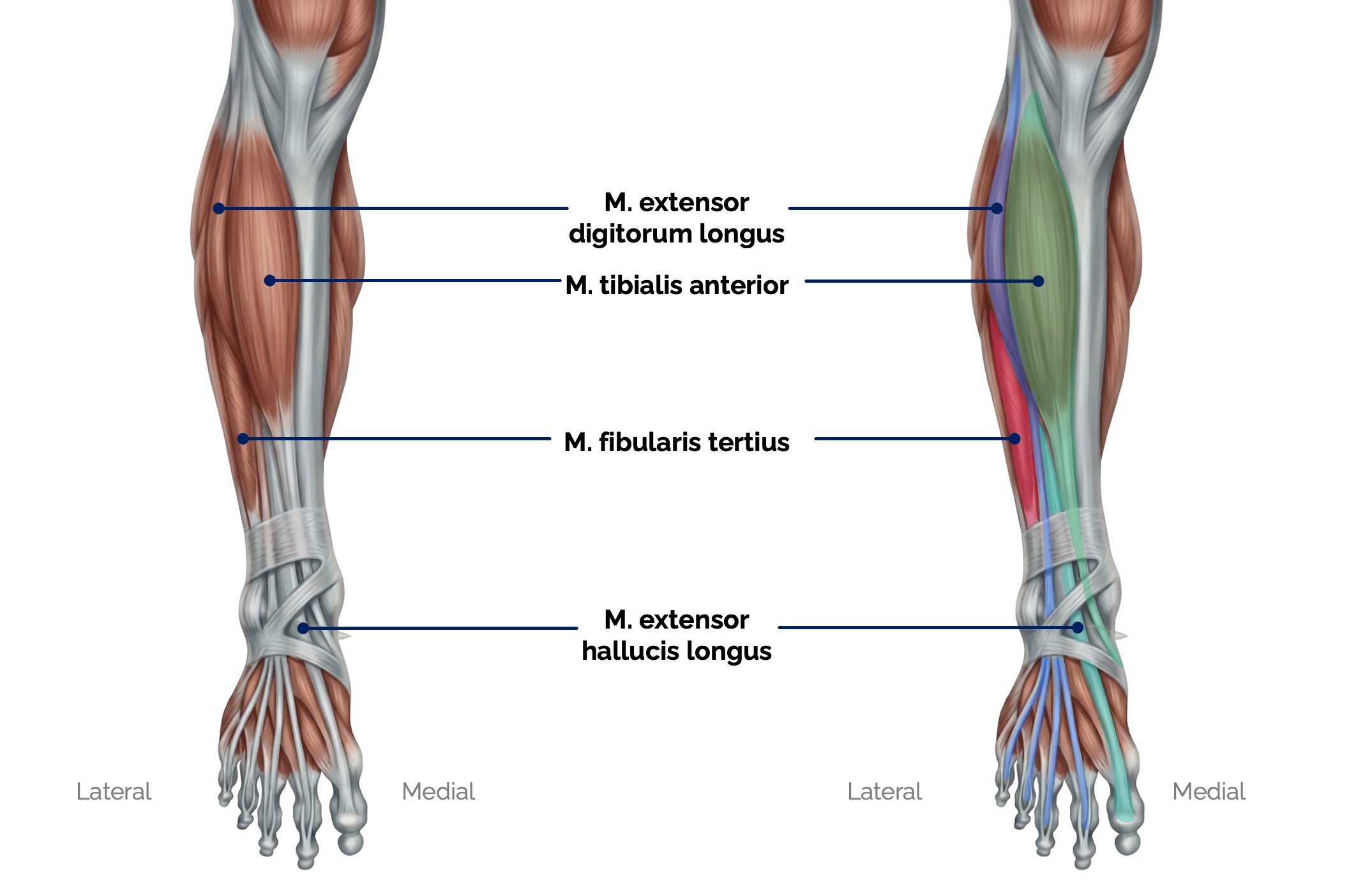 Ventrale Unterschenkelmuskeln