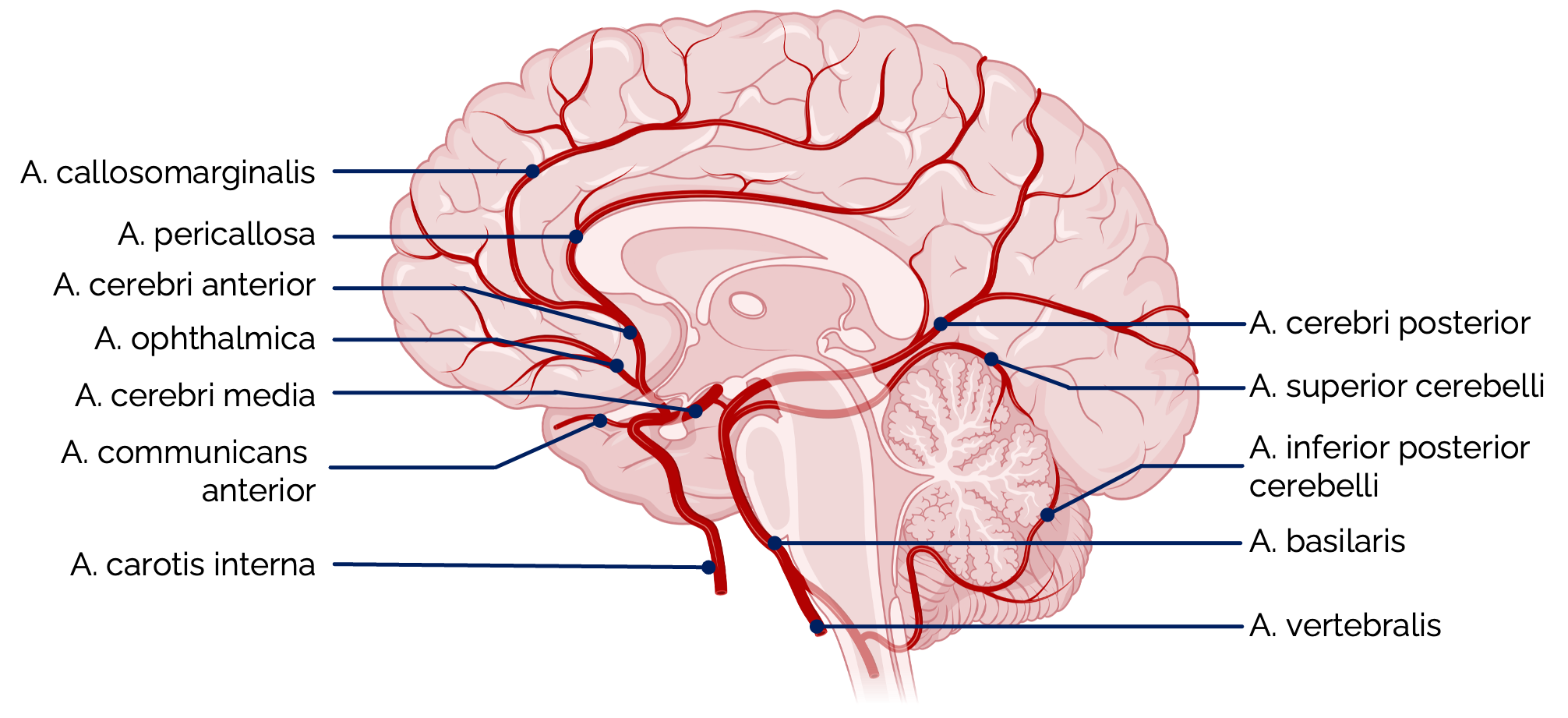 Verlauf der A. cerebri anterior und A. cerebri posterior