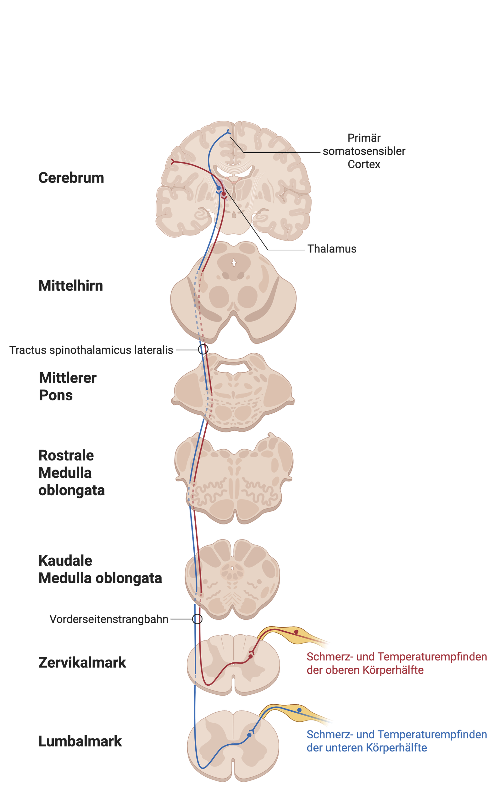 Sensibles Vorderseitenstrangsystem (Tractus spinothalamicus lateralis)