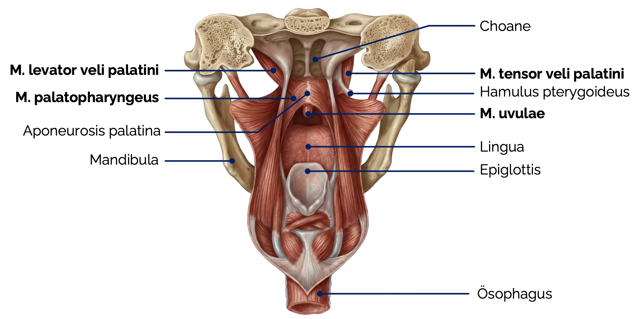 Muskulatur des weichen Gaumens (Ansicht von posterior)