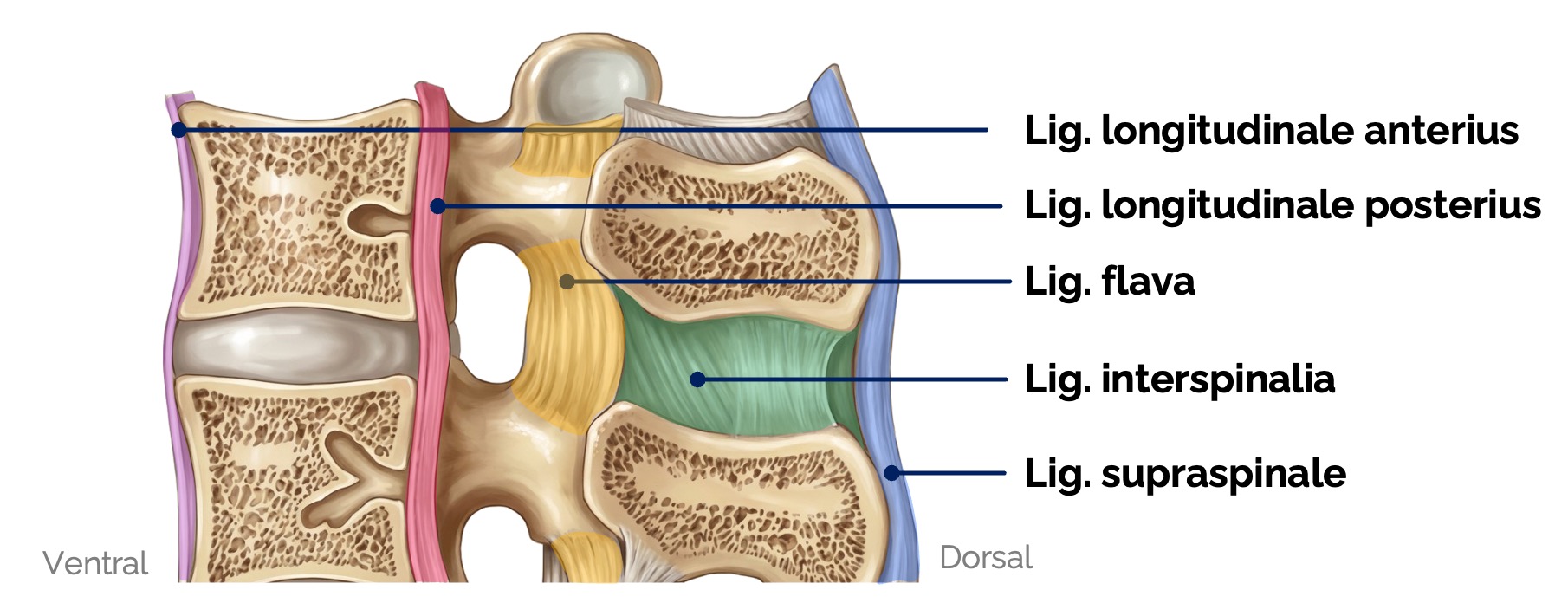 Wirbelkörperbänder