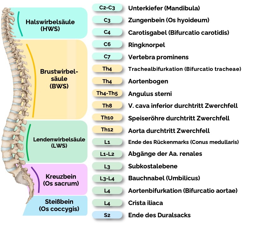 Wirbelhöhen