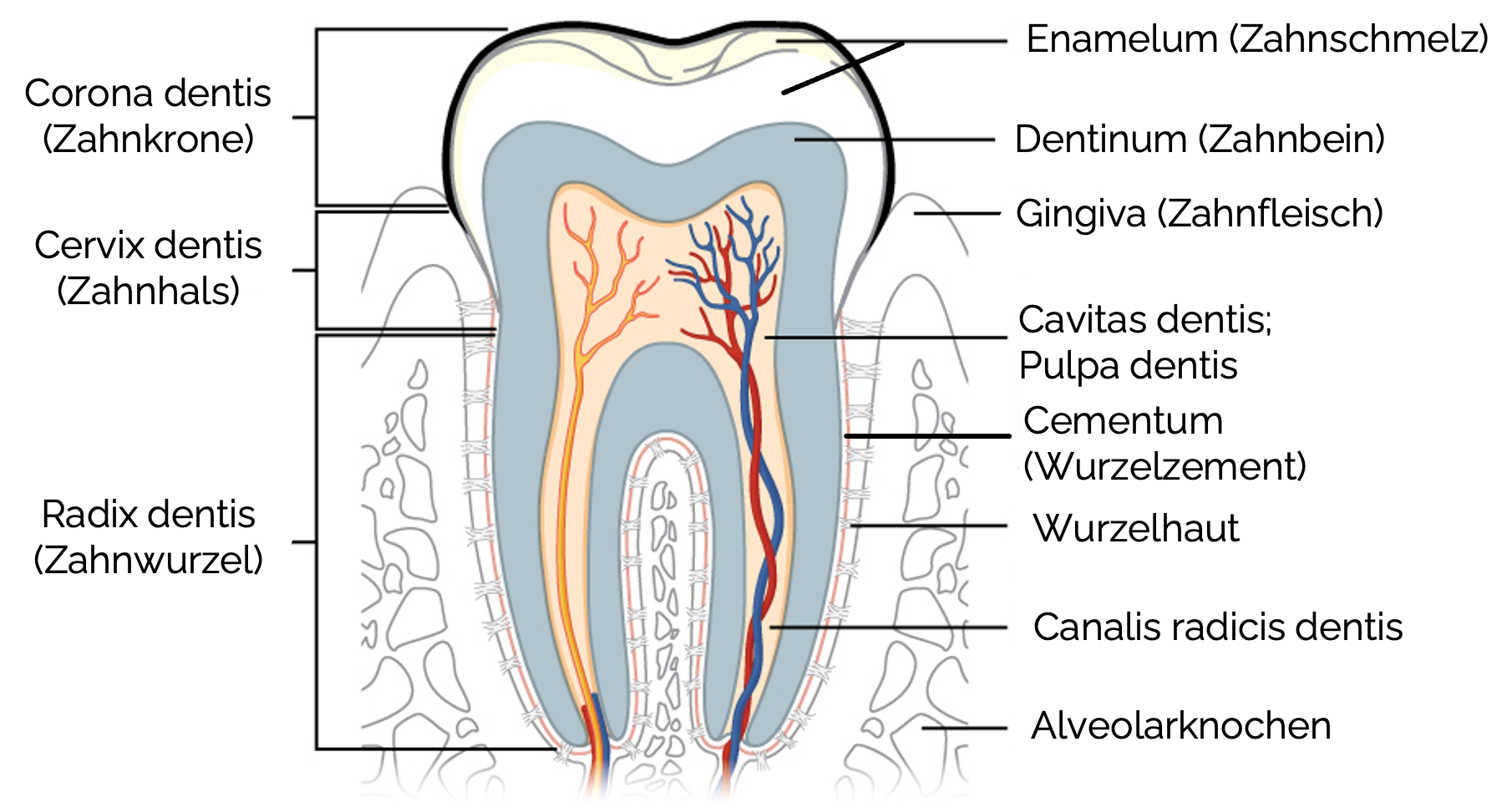 Anatomie des Zahns – Zahnaufbau im Querschnitt
