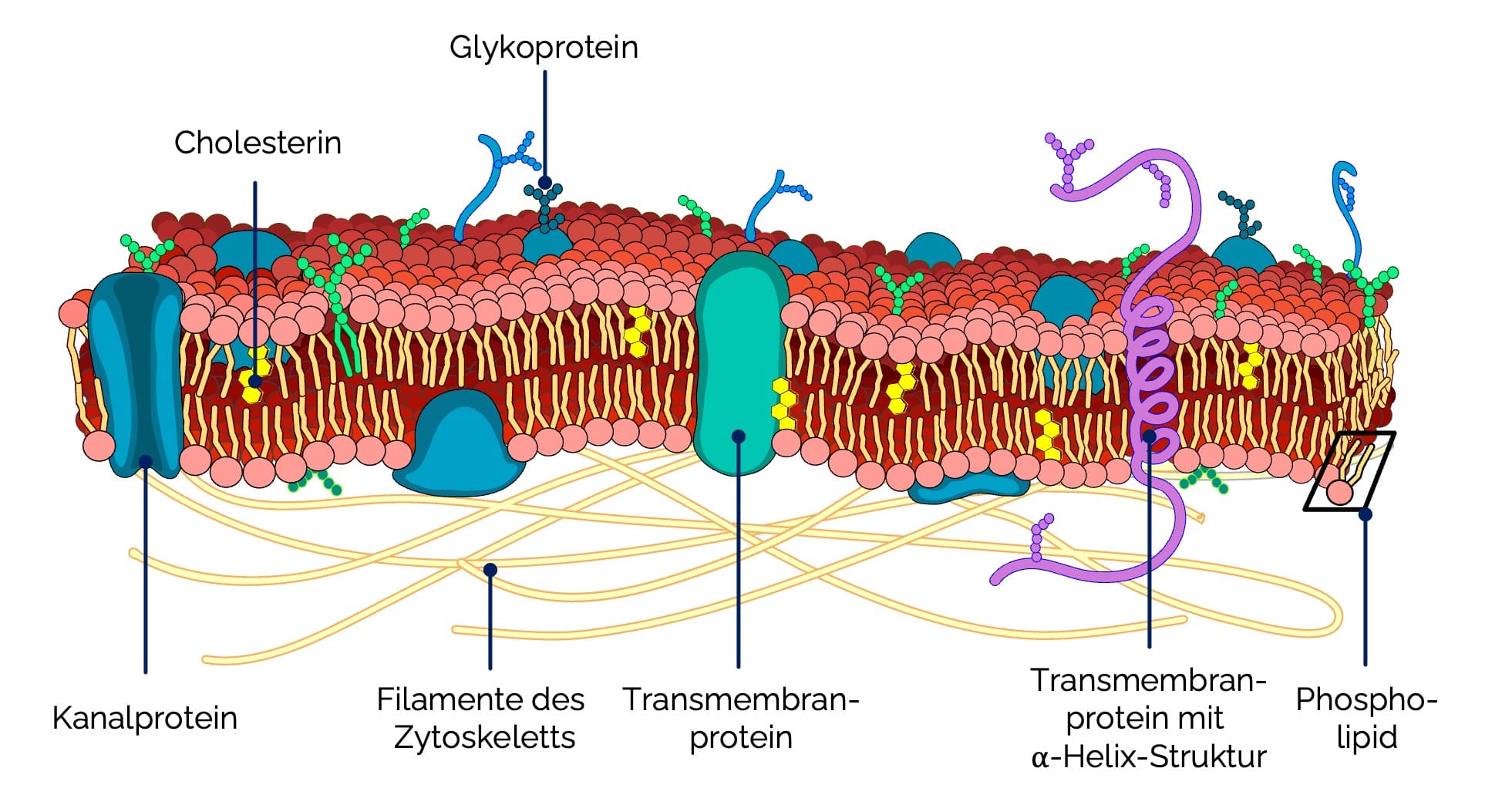 Zellmembran und ihre Bestandteile