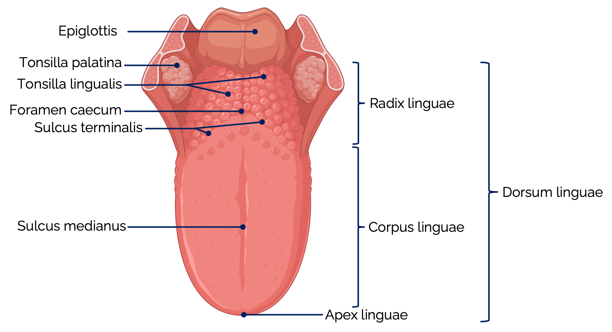 Zunge (Ansicht von kranial)
