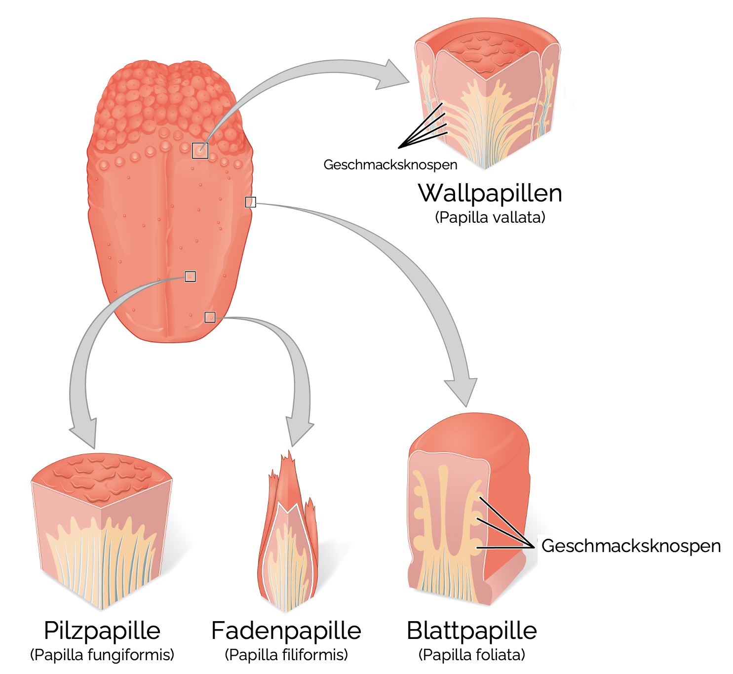 Zungenpapillen (Papillae linguales)