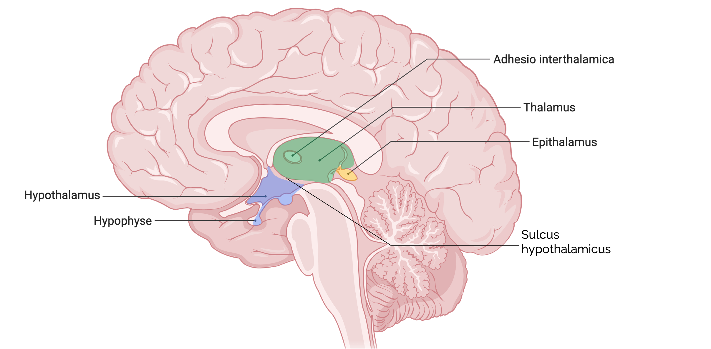 Diencephalon (Ansicht im Mediansagittalschnitt)